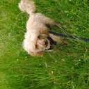 DogeLove
